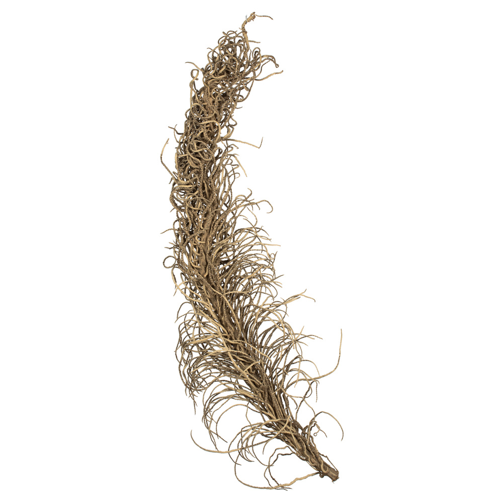 36-40 in. Natural Medusa Branch - Medium
