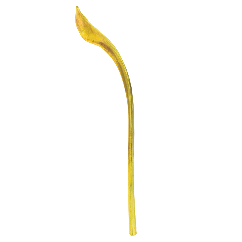 H2NIN100 20-24 in. Basil Ninja