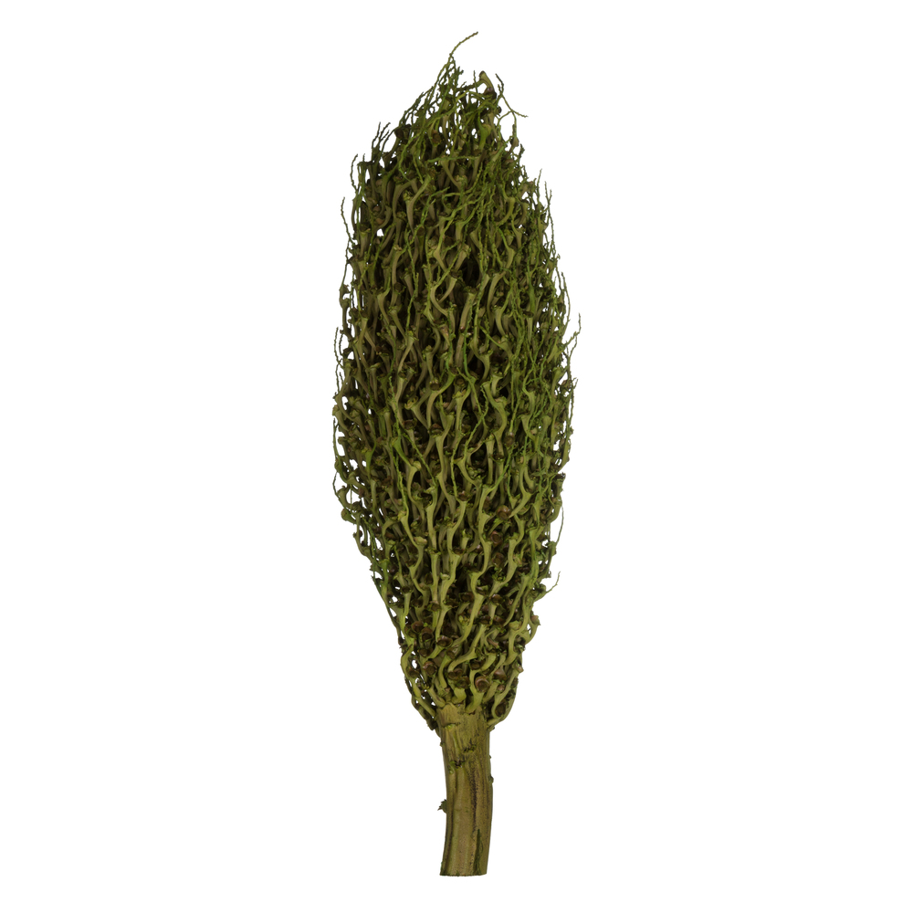 22 x 7 in. AVG Foliage Green Olympia Seed Pods