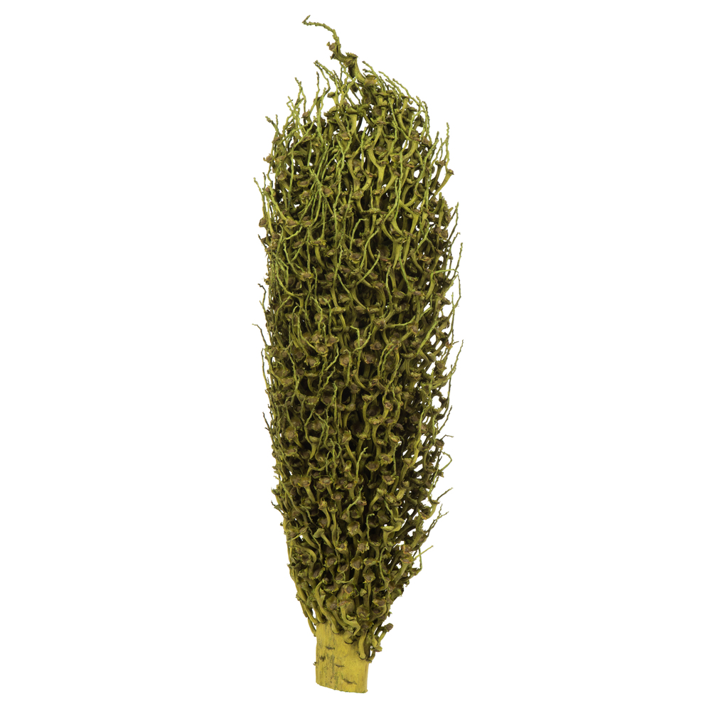 18 x 5 in. AVG Basil Olympia Seed Pods