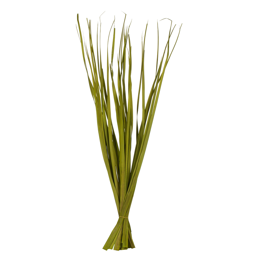 36-40 in. Basil Rush Grass - 7 oz