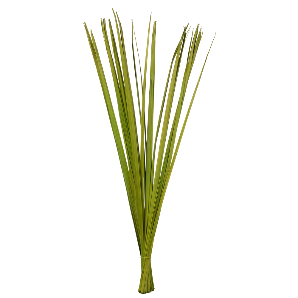 36-40 in. Basil Sable Grass - 7 oz
