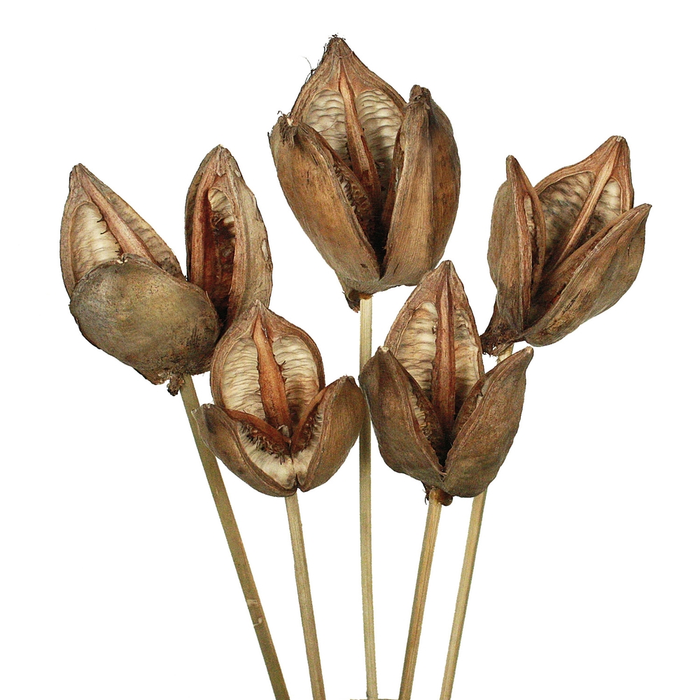 H2SOR000 16 in. Natural Sora Pods on Stems