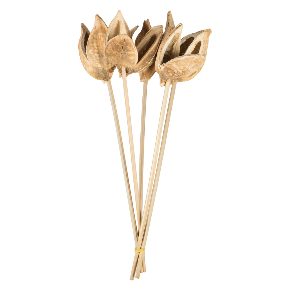16 in. Bleached Sora Pods on Stems