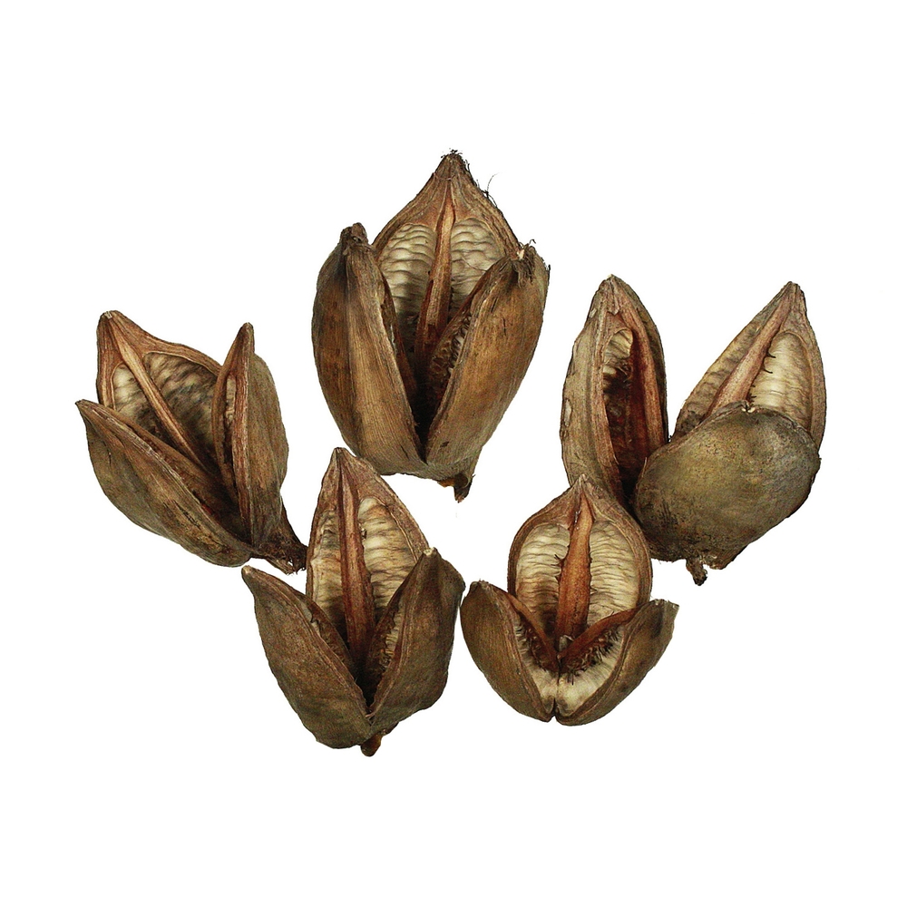 3-4 in. Natural Sora Pods - 25 per Bulk Case