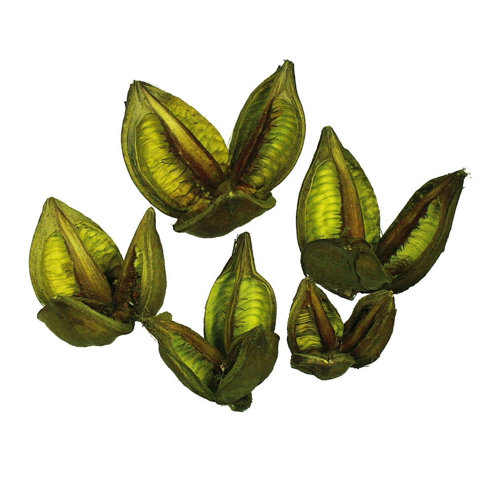 3-4 in. Light Basil Sora Pods - 25 per Bulk Case