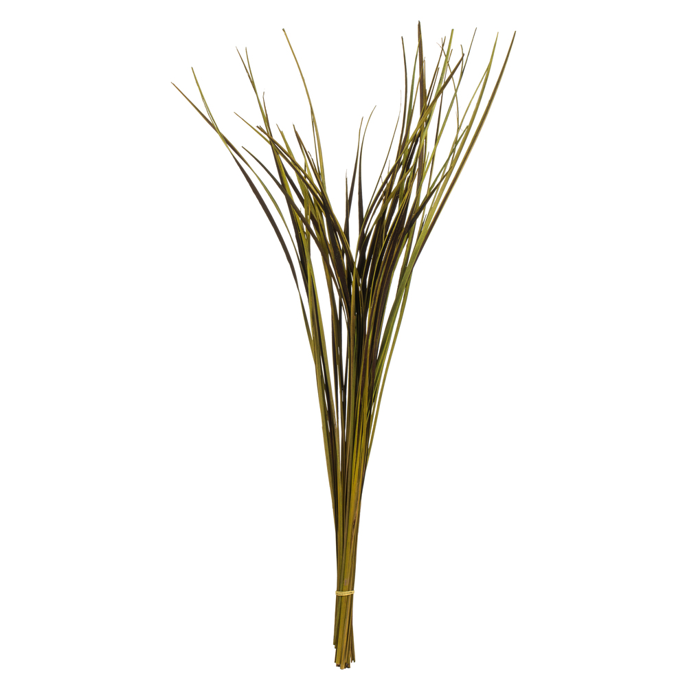 H2SPG100 28-36 in. Basil Splinter Grass - 11 oz