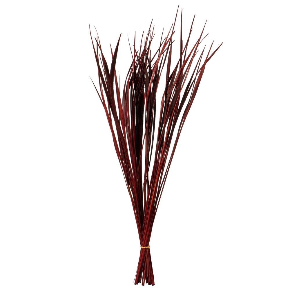 28-36 in. Red Splinter Grass - 11 oz