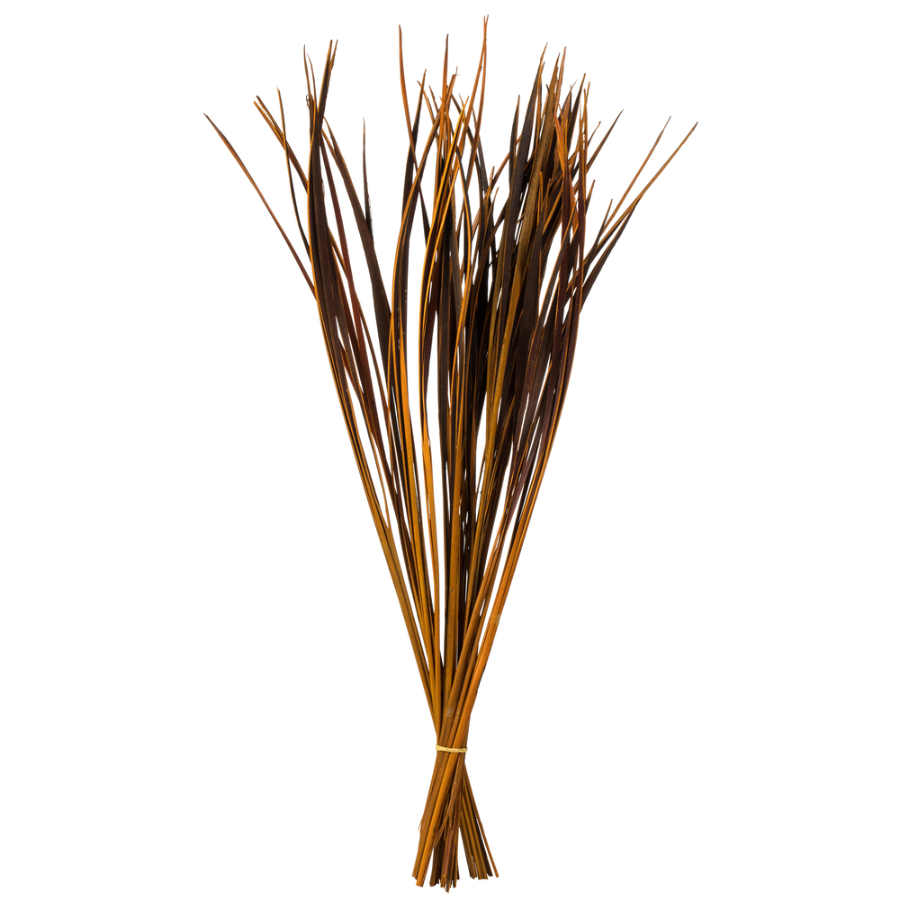 28-36 in. Aspen Gold Splinter Grass - 11 oz