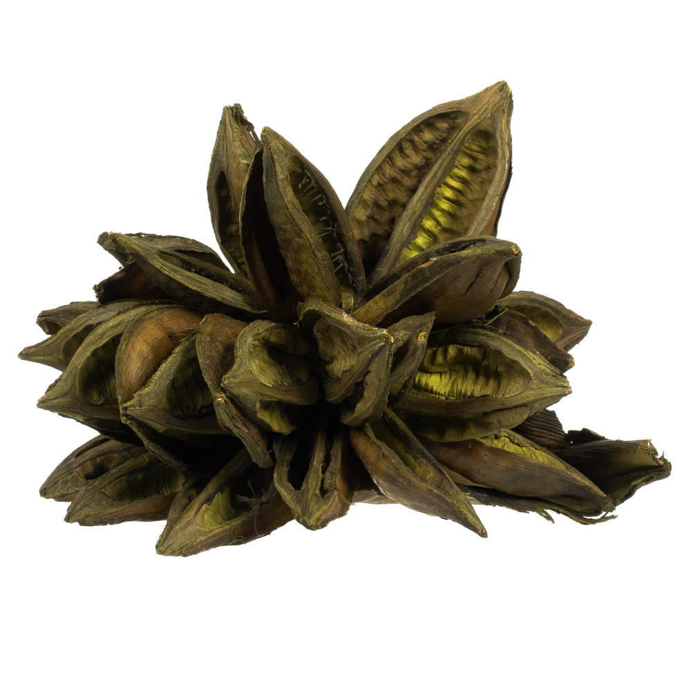 6-11 in. Basil Star Pod