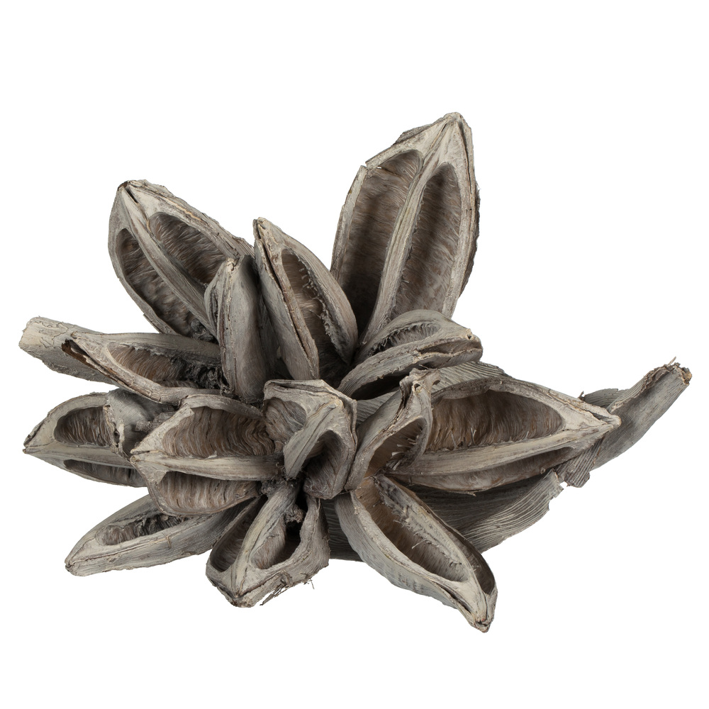 6-11 in. White Wash Star Pod