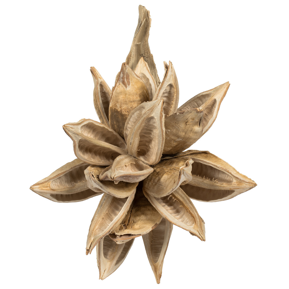 H2STA999 6-11 in. Bleached Star Pod
