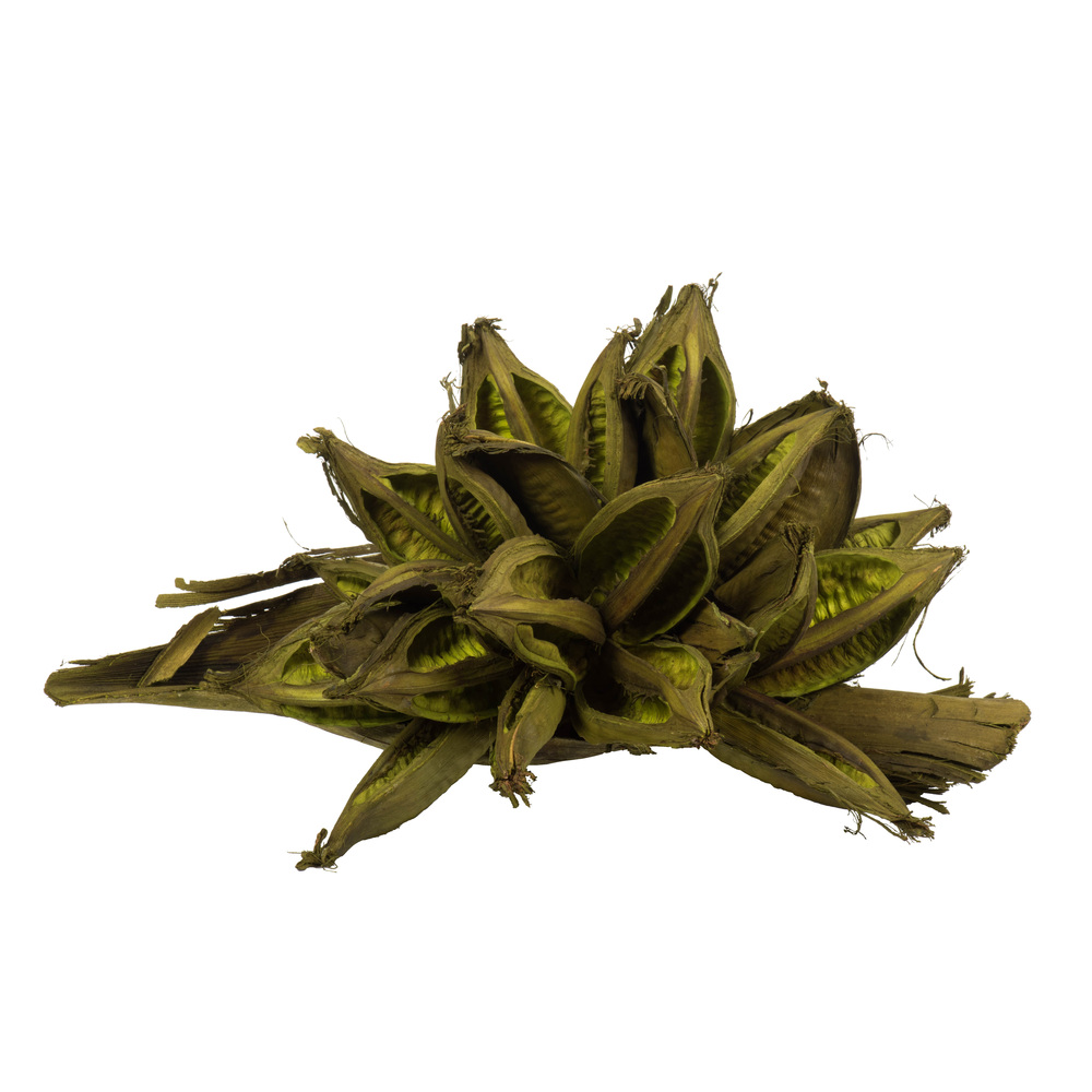 12-16 in. Basil Star Pods - 2XL