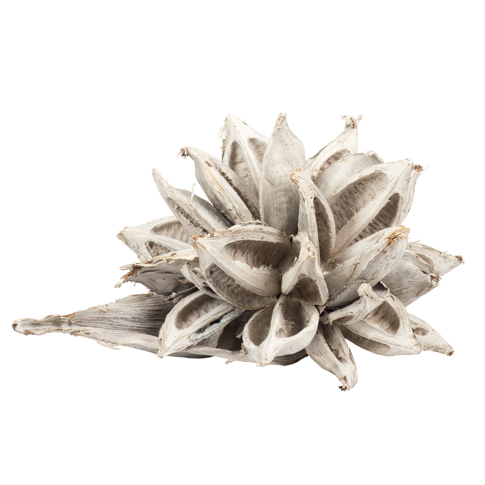 12-16 in. White Wash Star Pods - 2XL
