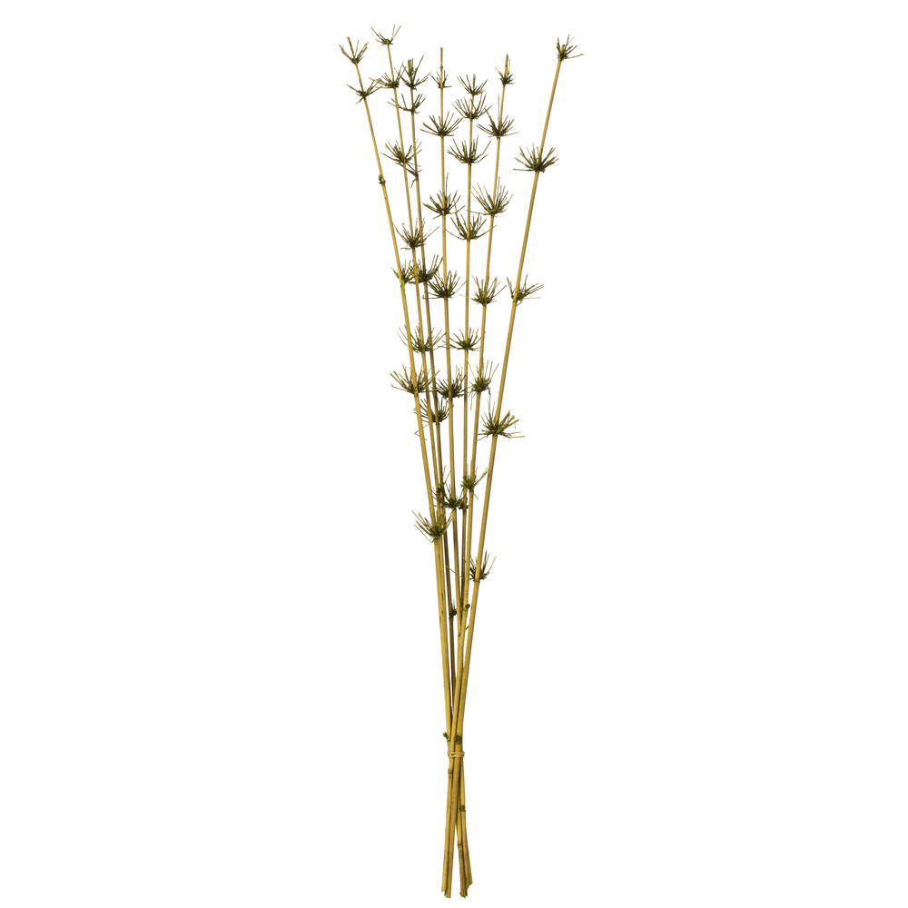 36-40 in. Basil Star Bamboo Reed Stems
