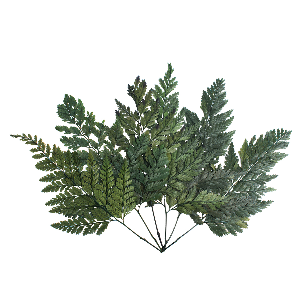 6-10 in. Green Davalia Fern Stems