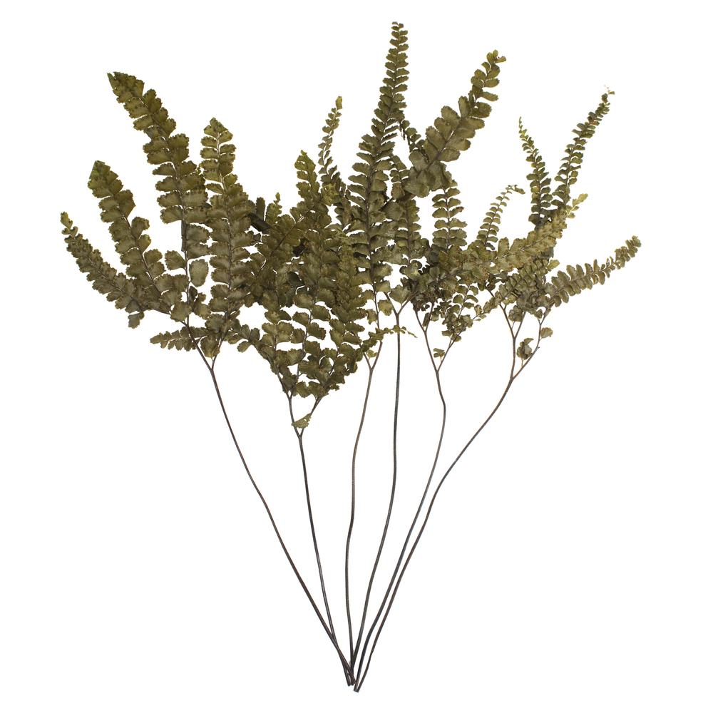 6-10 in. Green Felci Fern Stems