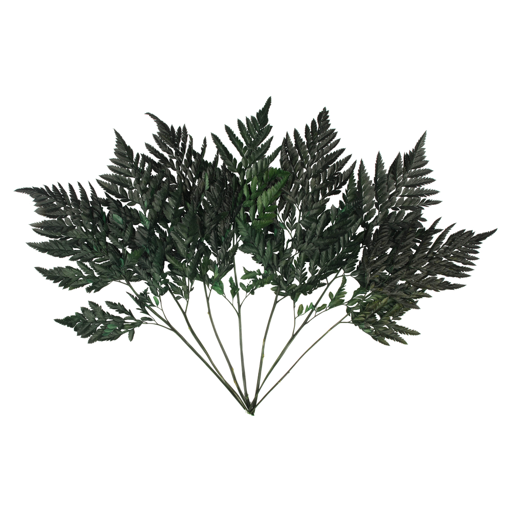 12-15 in. Green Leatherleaf Fern Stems