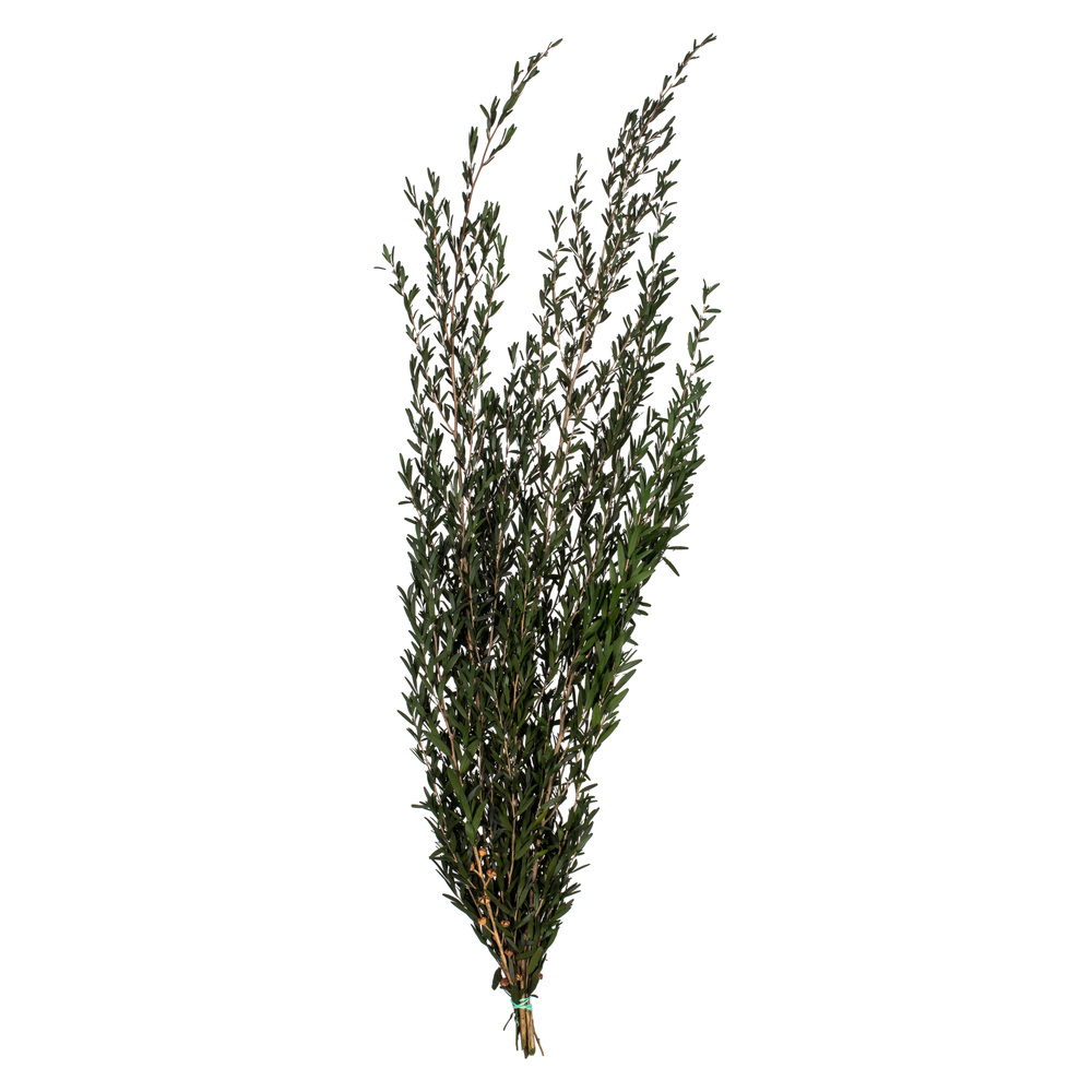 25-36 in. Green Lepto Longifolia - 6-7 oz Bundle