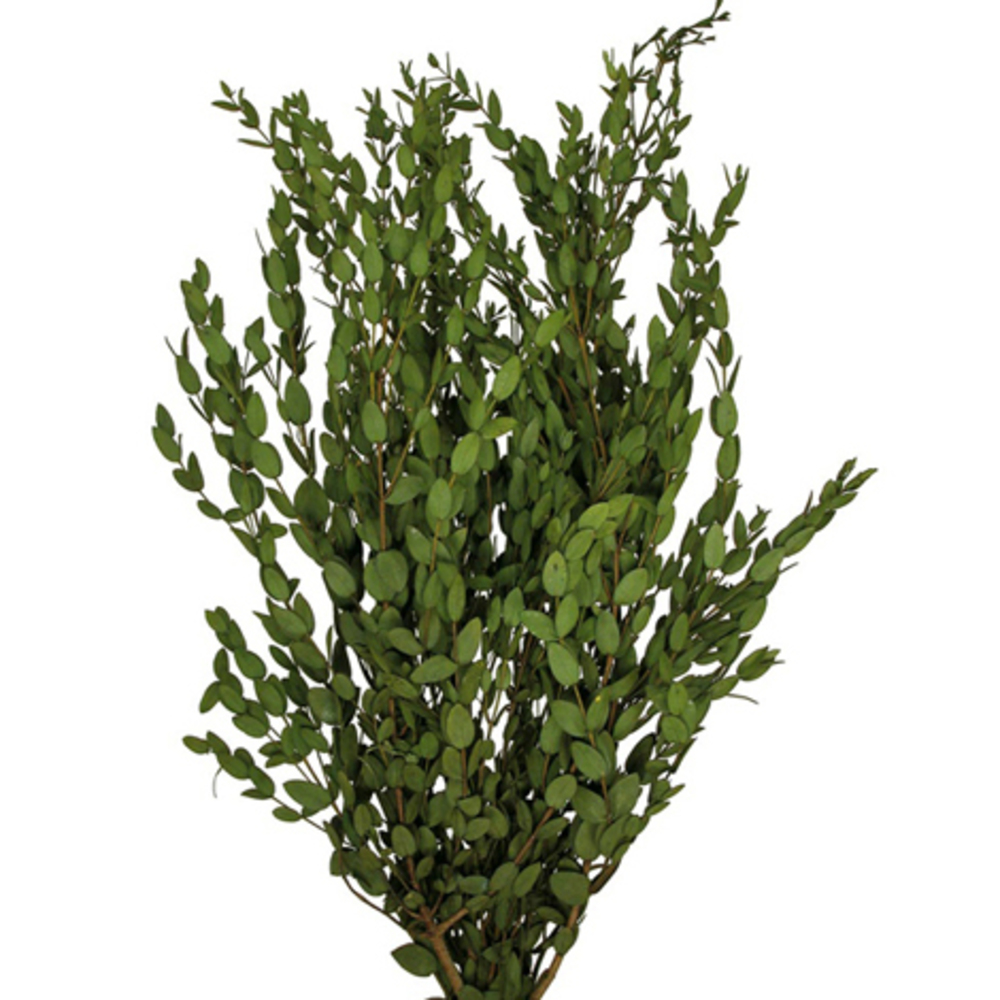 24-32 in. Extra Large Green Parvafolia Stems - 8 oz Bundle