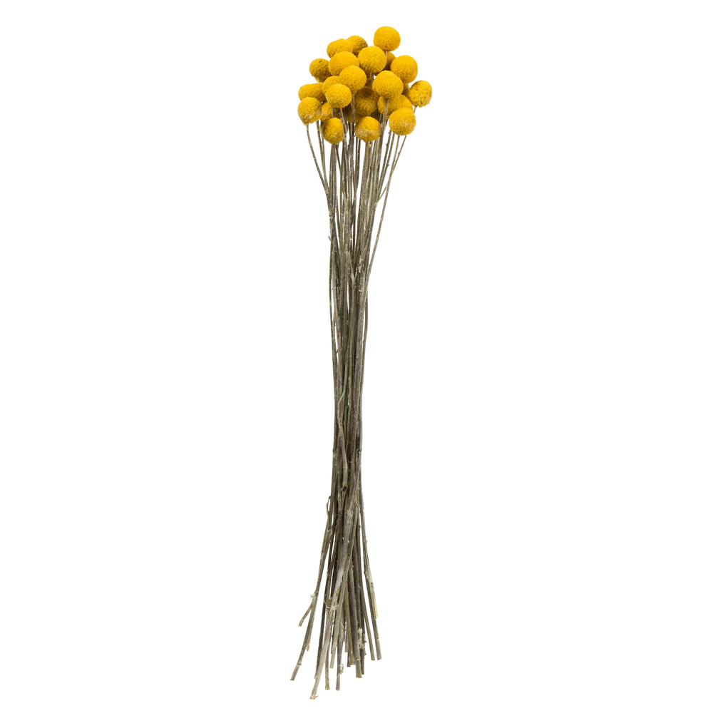 16-18 in. Yellow Billy Buttons Stems - 5 oz Bundle