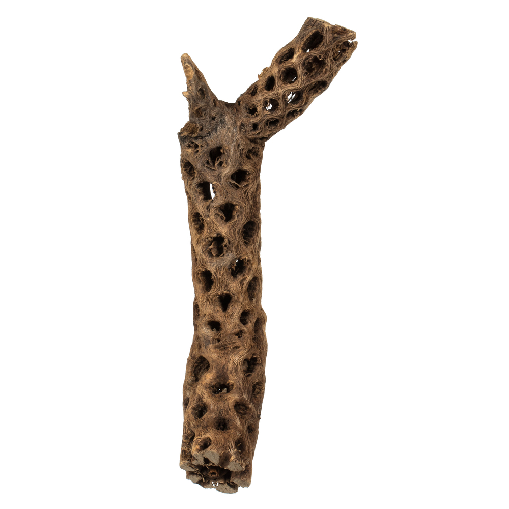 H4CHO000 10-12 in. Natural Cholla Segment