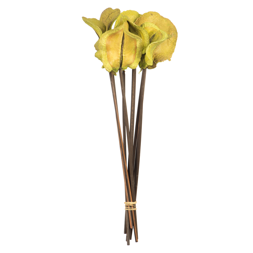 15 in. Basil Frogs Mouth Pod on Stems