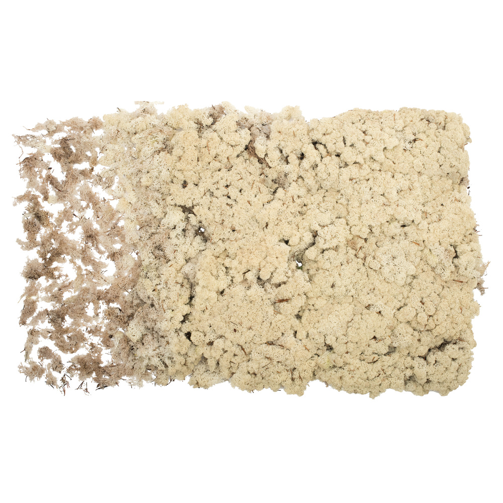 8.8 lbs Bulk Natural Reindeer Moss