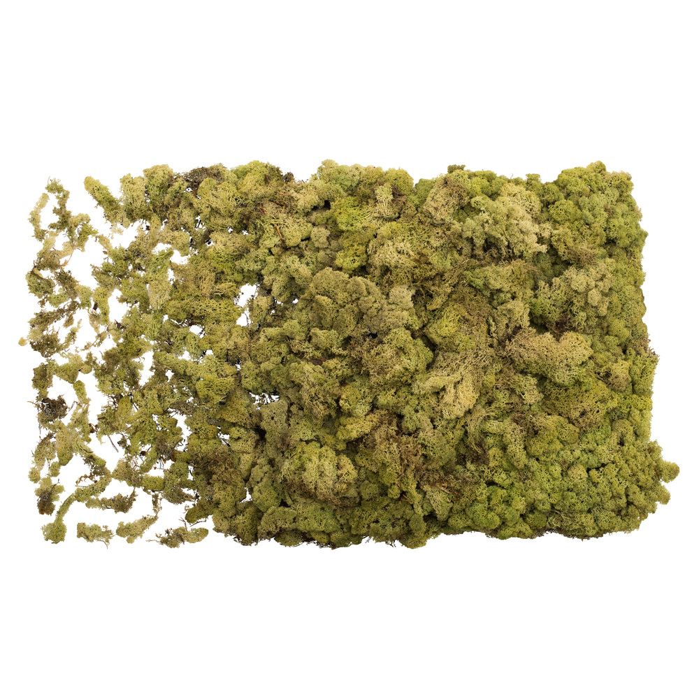 8.8 lbs Bulk Light Green Reindeer Moss
