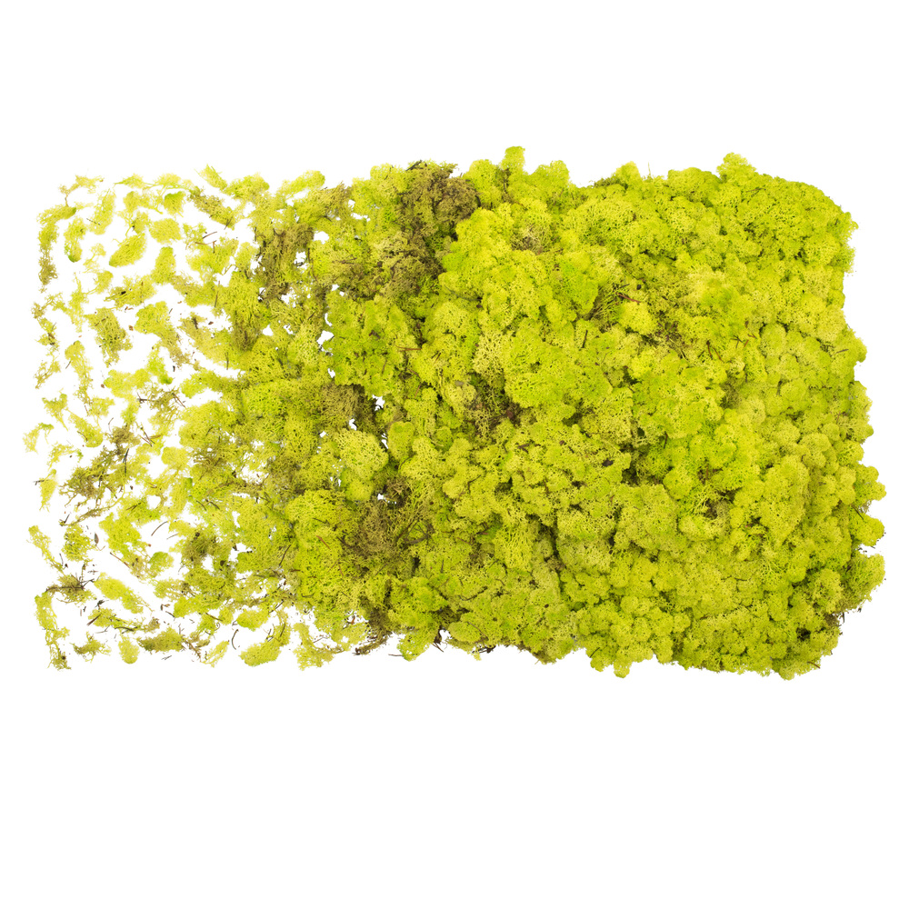 8.8 lbs Bulk Lime Green Reindeer Moss