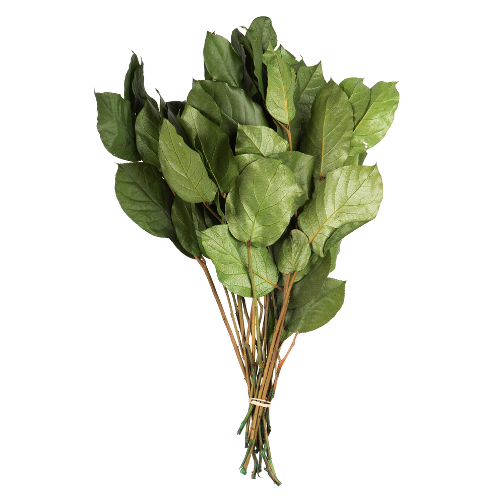 16-22 in. Premium Spring Green Salal - 4 oz Preserved