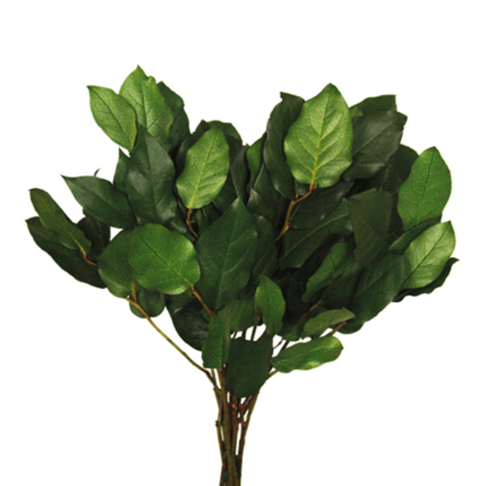 16-22 in. Spring Green Salal Bulk - 10 lbs Preserved