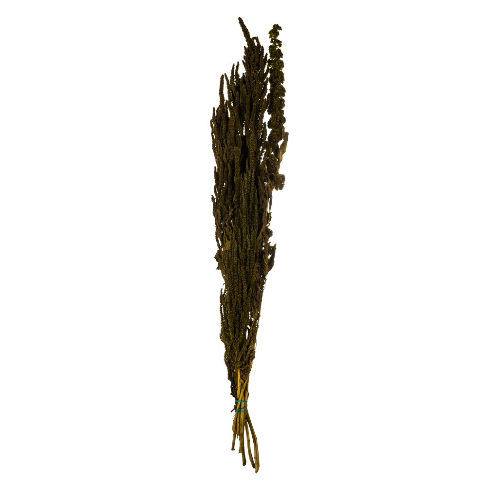 Light Green Amaranthus - 7-8 oz Bundle