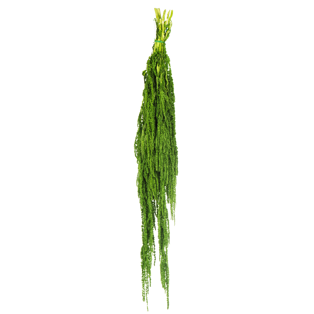 Spring Green Amaranthus - 7-8 oz Bundle