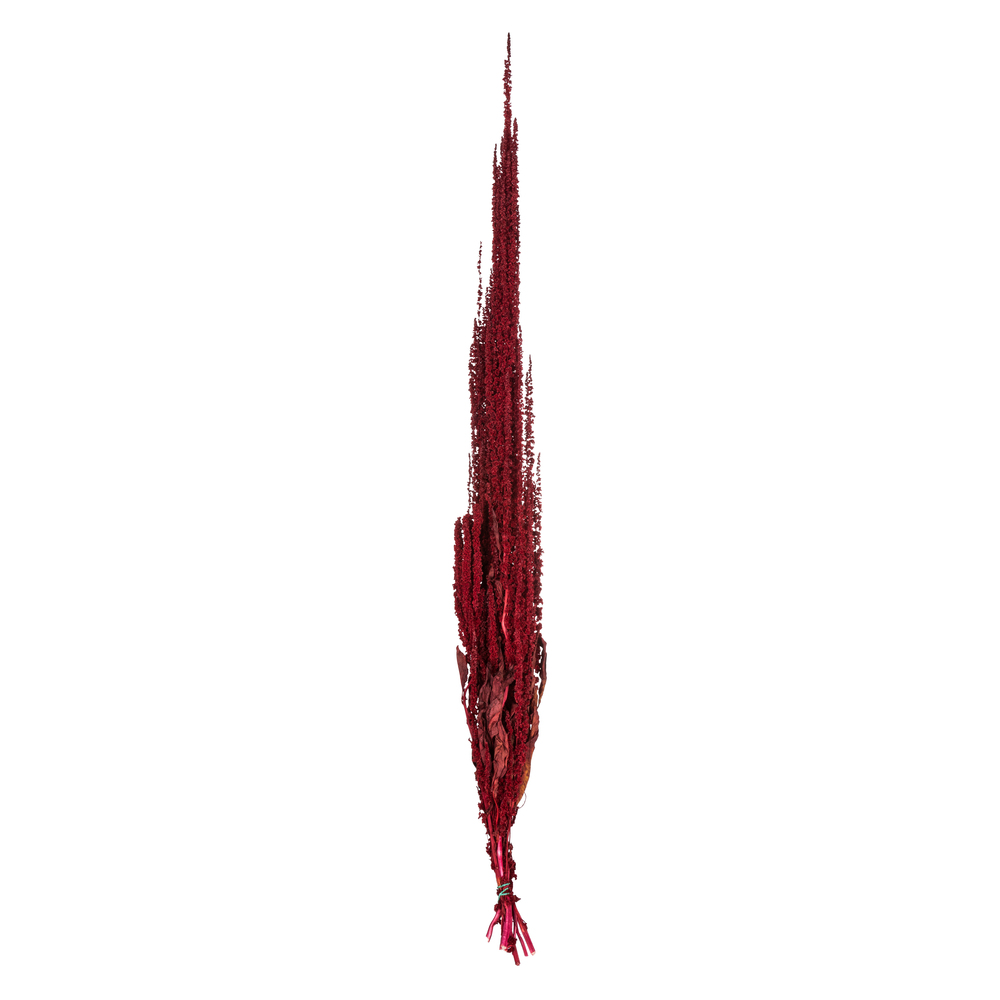 Merlot Amaranthus - 7-8 oz Bundle