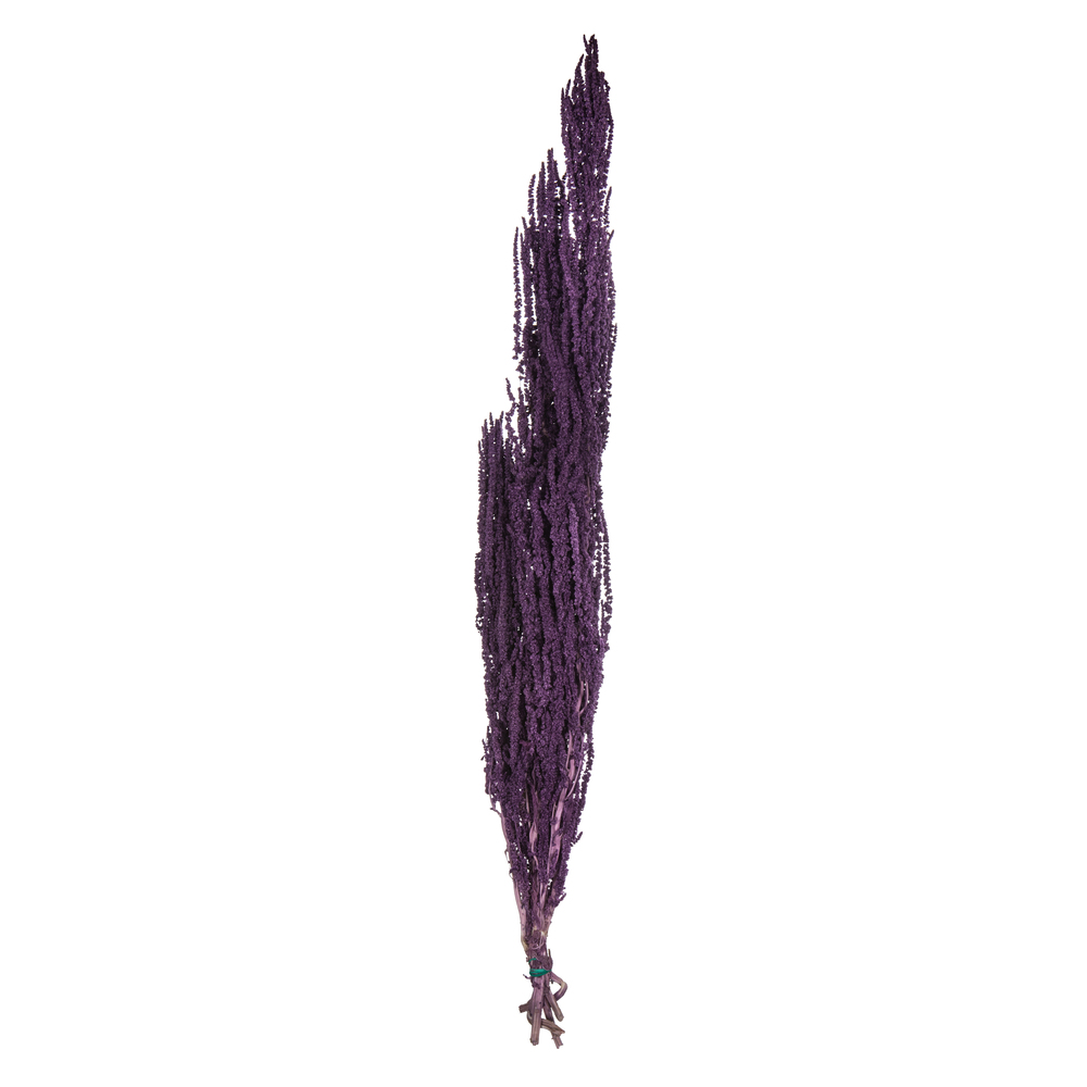 Violet Amaranthus - 7-8 oz Bundle