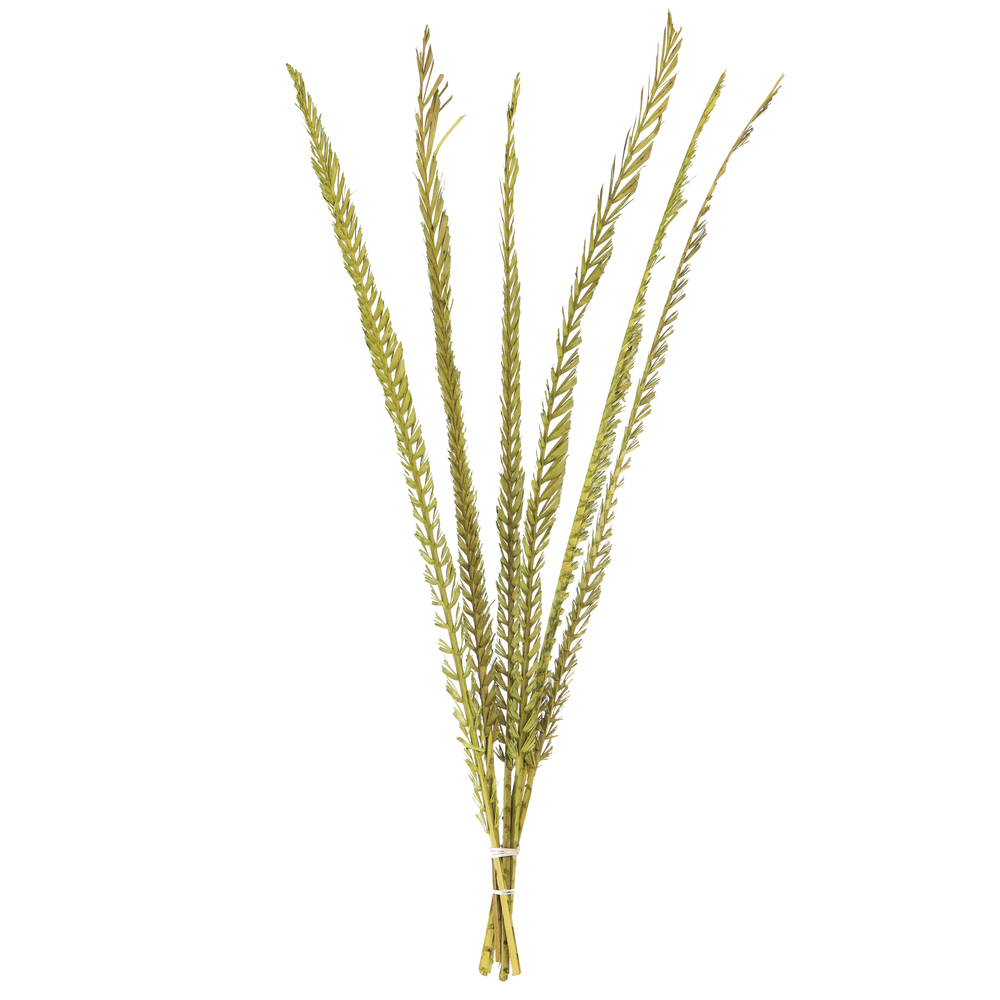 36-38 in. Basil Coco Thin Palm Stems