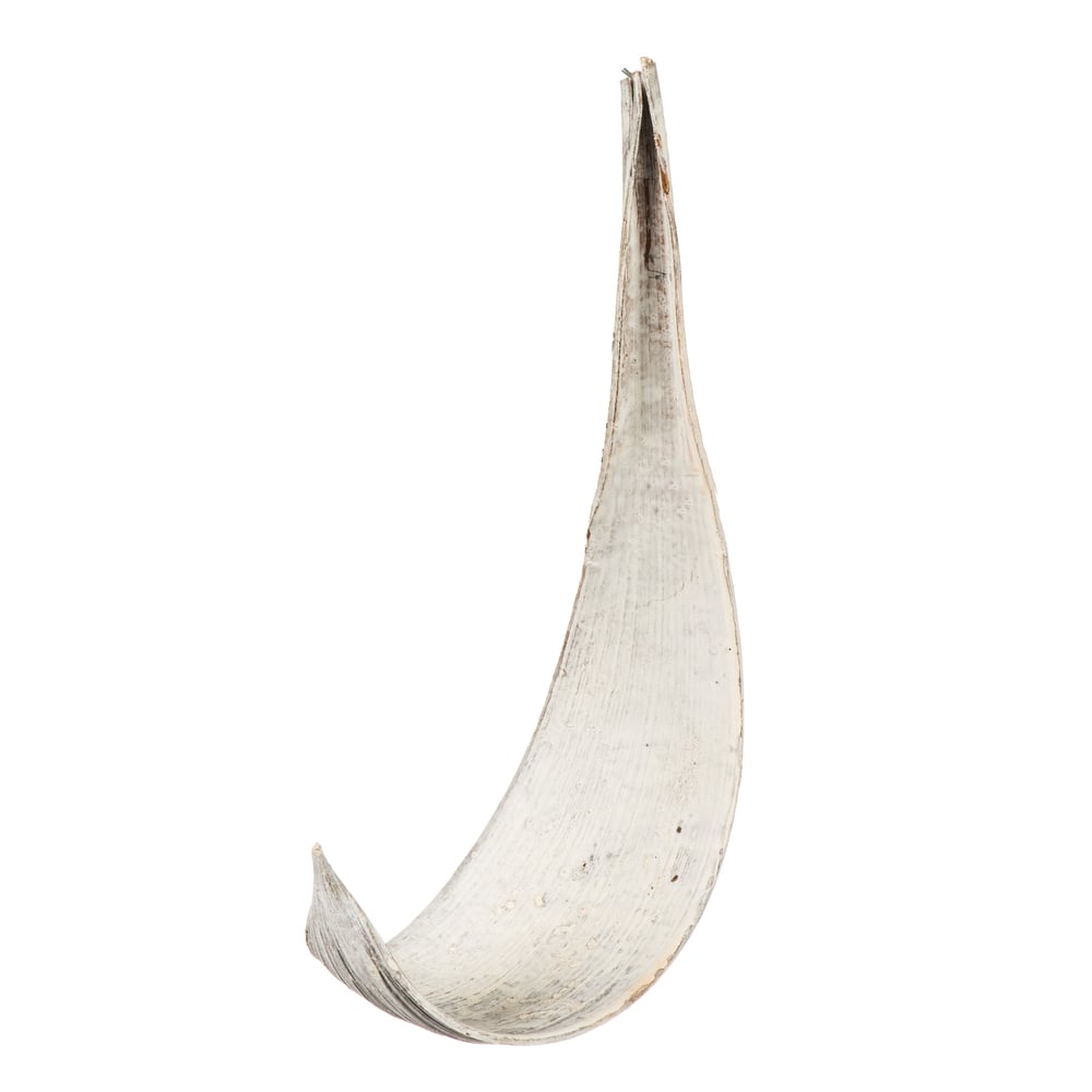 Vickerman 652909 - White Wash Wide Mini Palm Paddles 15Pk (H2PAMW900) Dried and Preserved Plant Filler
