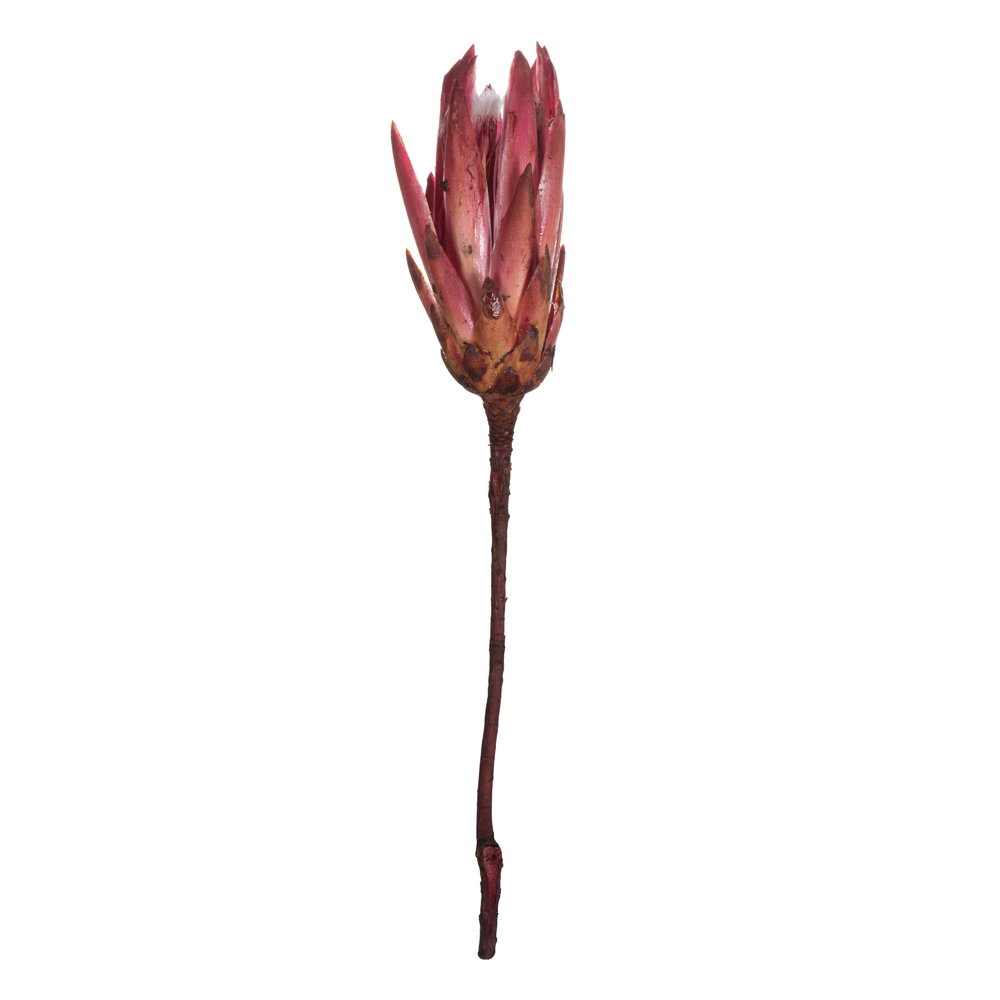 Repens N-S Erica Pink Stems Bunch