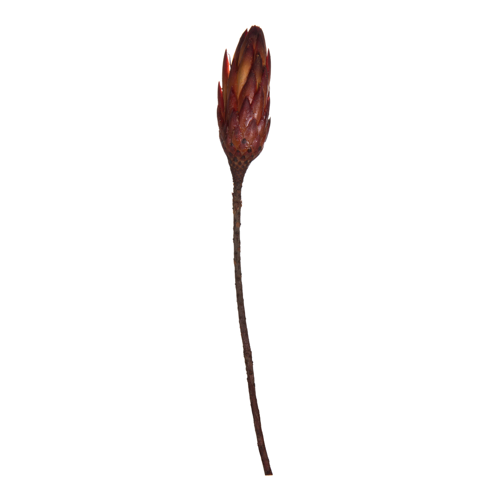 Repens N-S Red Stems Bunch
