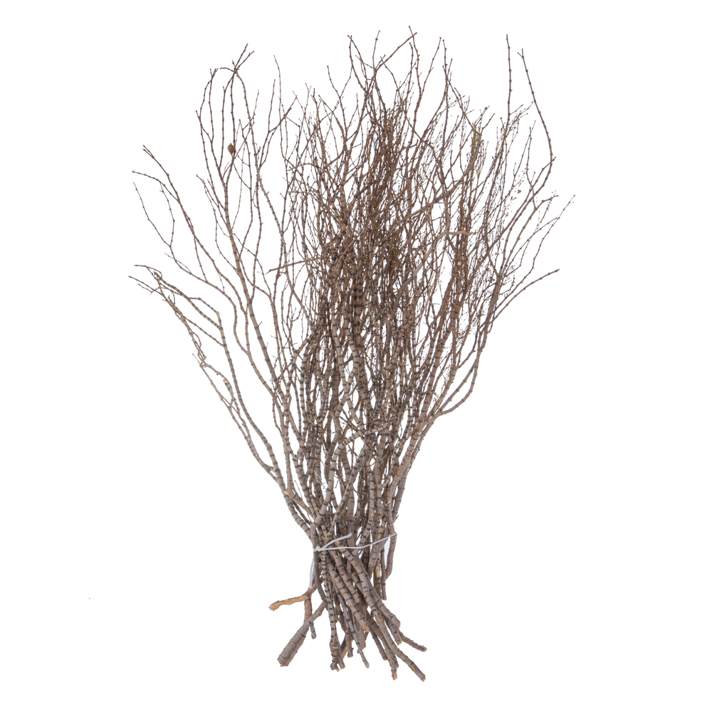 36 in. Tigerwood Stems Bundle