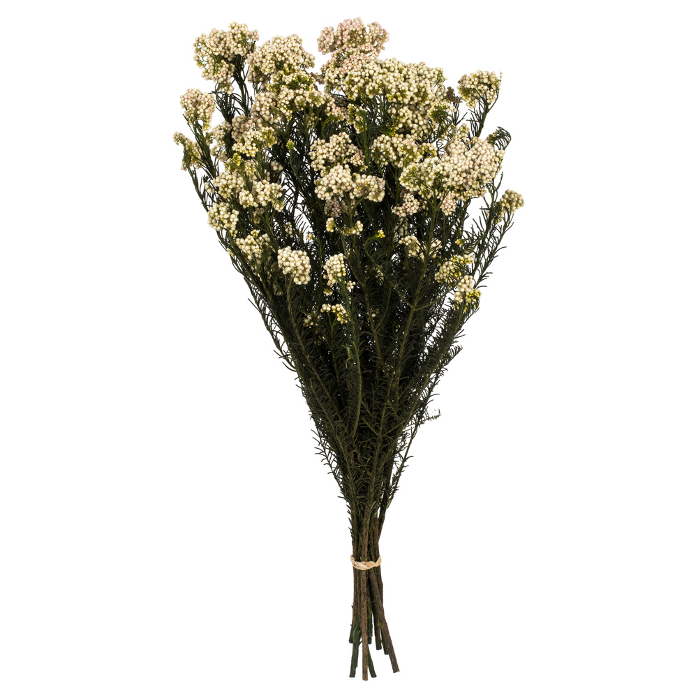 16-23 in. Natural Blush Rice Flower with 4-5 oz Bundle