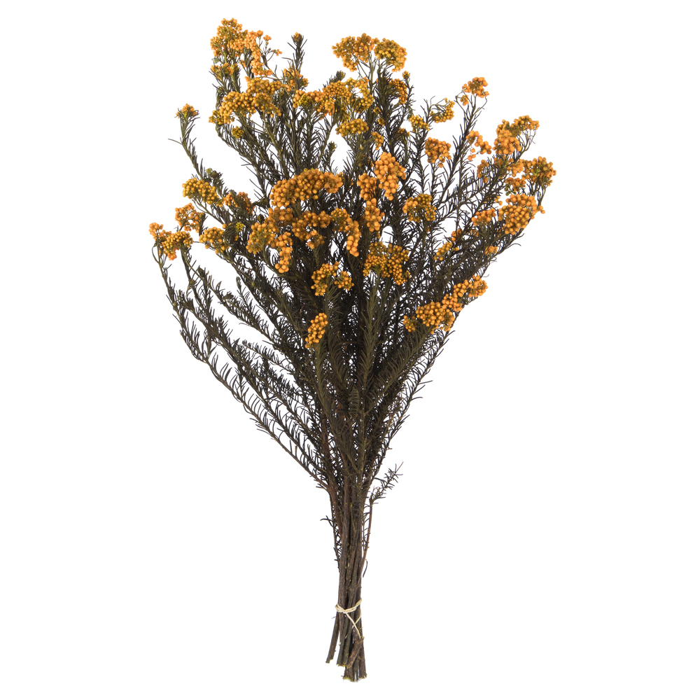 16-23 in. Autumn Rice Flower with 4-5 oz Bundle