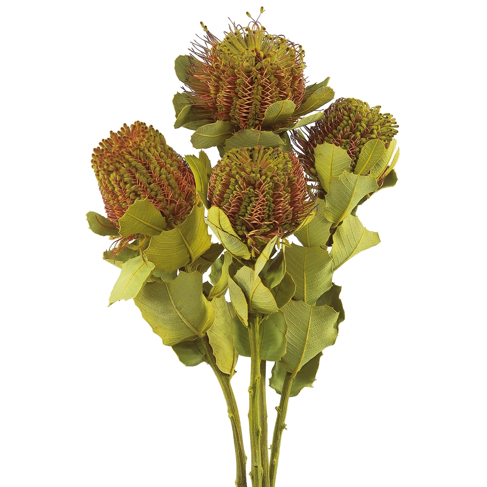 H1CBU100 14-16 in. Basil Coccinea 4 Stems Bunch