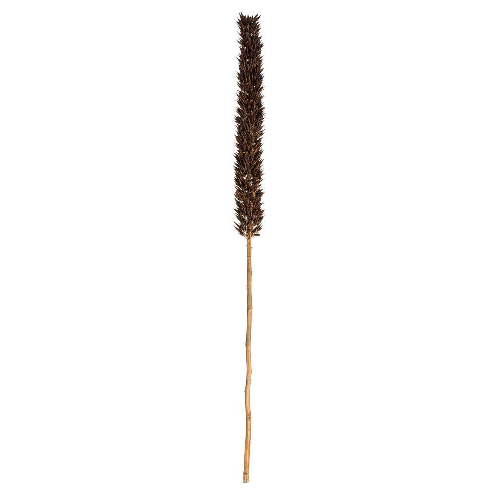 42-46 in. Natural Brown Cierus Stems