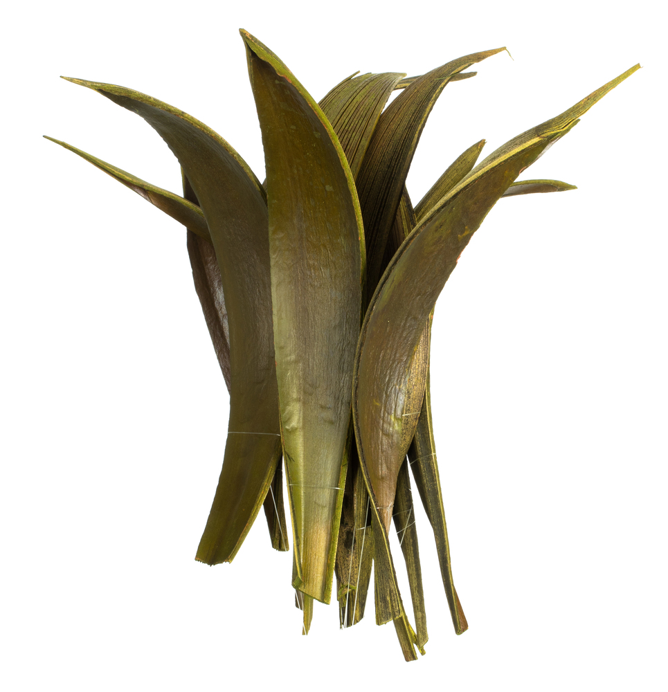 6-12 in. Basil Palm Paddles Florida Tree - 45-50 per Pack