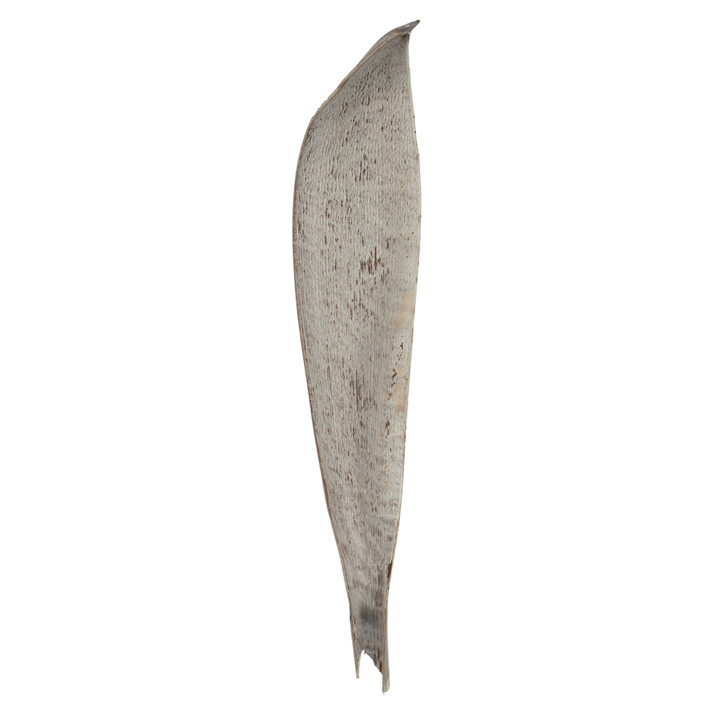24-30 in. White Wash Palm Paddles Florida Tree