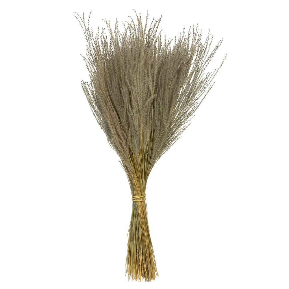 14-20 in. Natural Snowdrop Grass - 3 oz