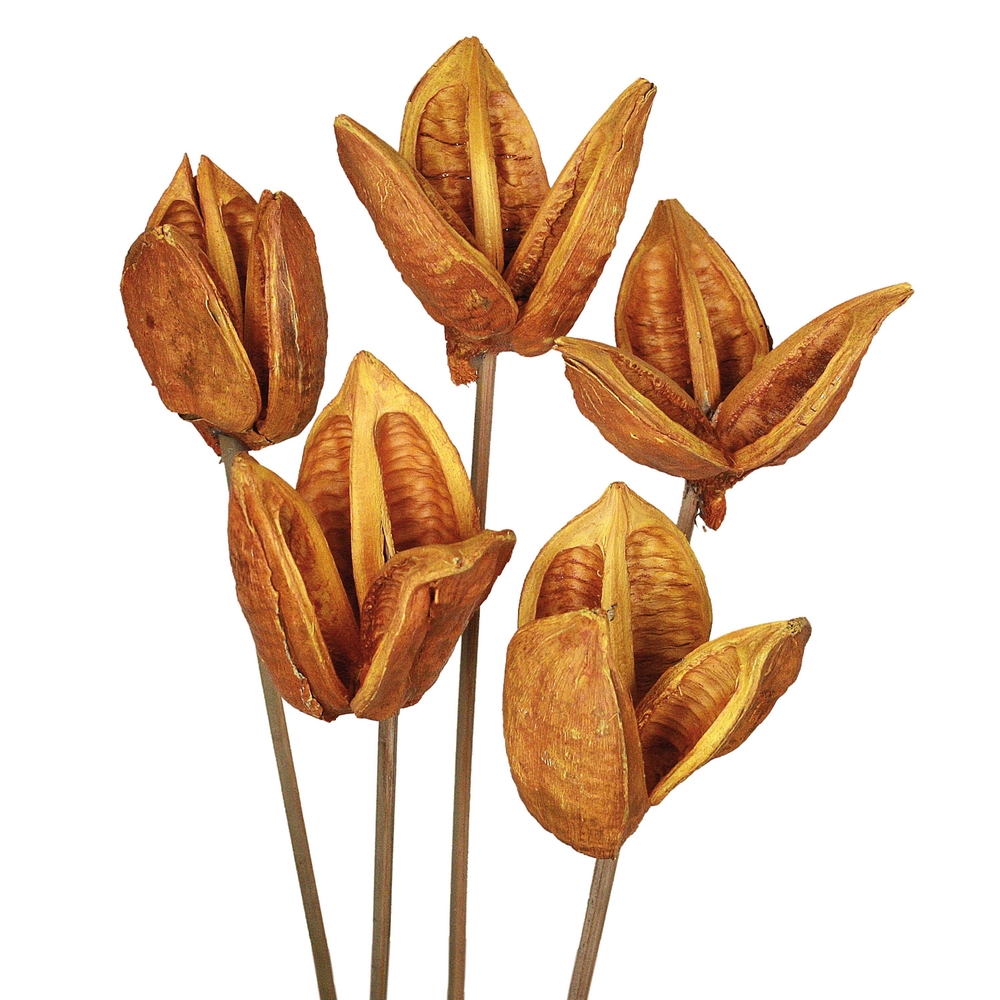 Vickerman 656280-16" Aspen Gold Sora Pod Stem 10/Pk (H2SOR725-1) Dried and Preserved Foliage