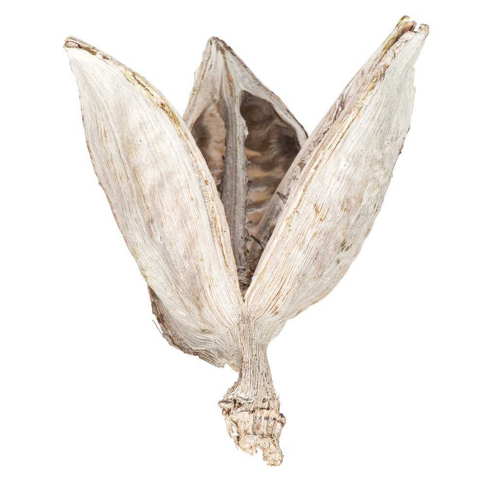 3-4 in. Bleached Sora Pods
